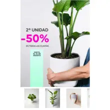 50% en la segunda unidad I Nau Green (Tienda de plantas)