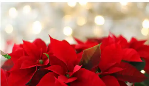 Flores de Pascua gratis en Valencia (Gratis - 12/12)